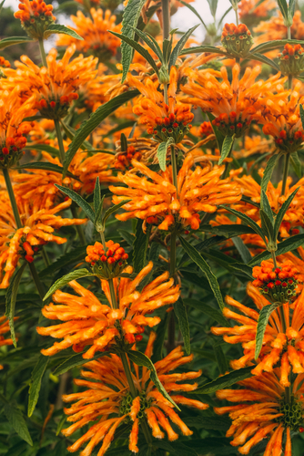 Bright Orange Leonurus Leonotis Flowers